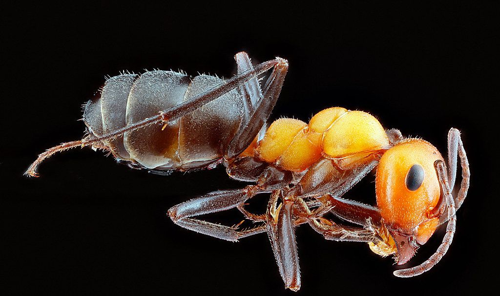 Ant Control service in Roseville, CA