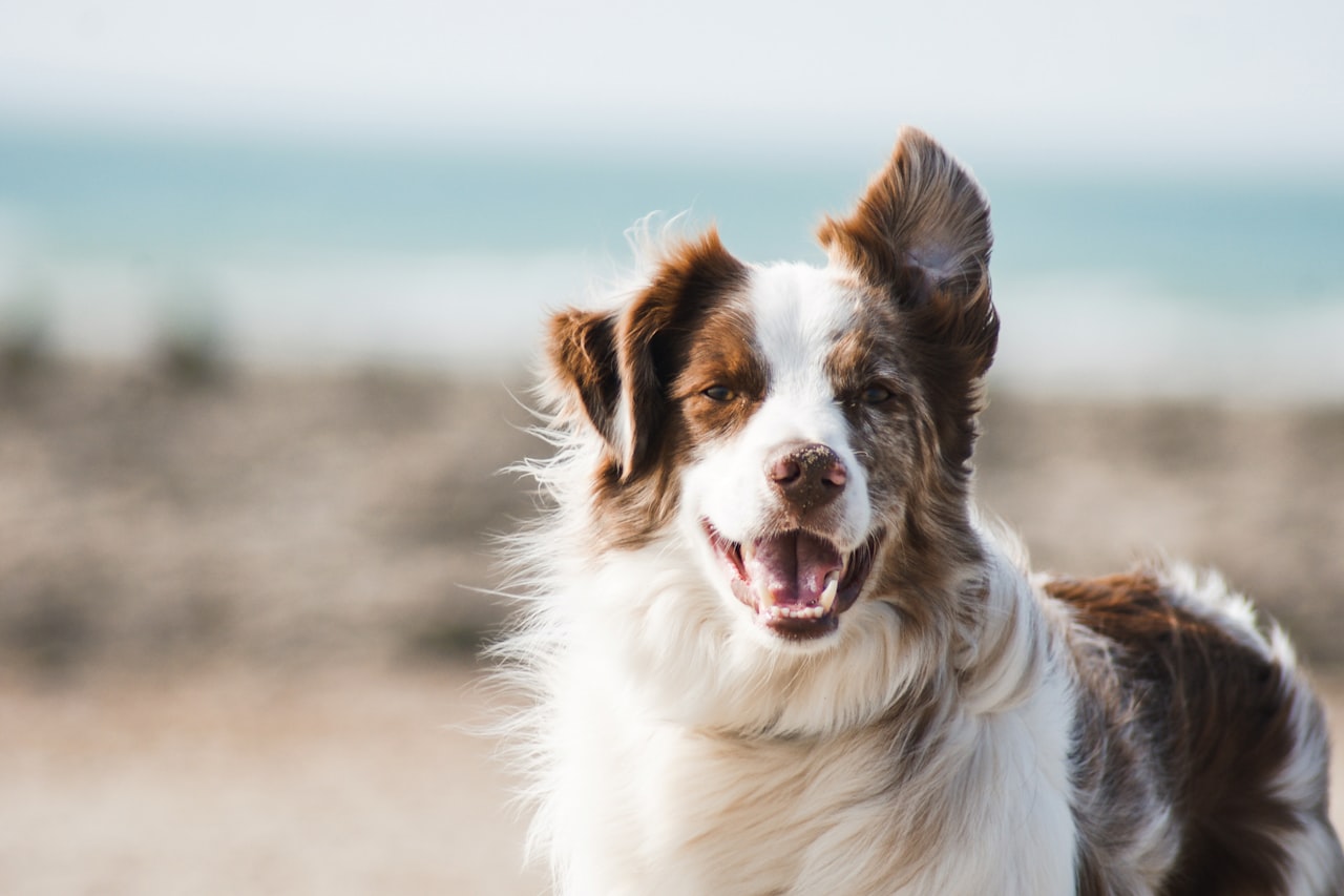 Flea & Tick Control service in Roseville, CA