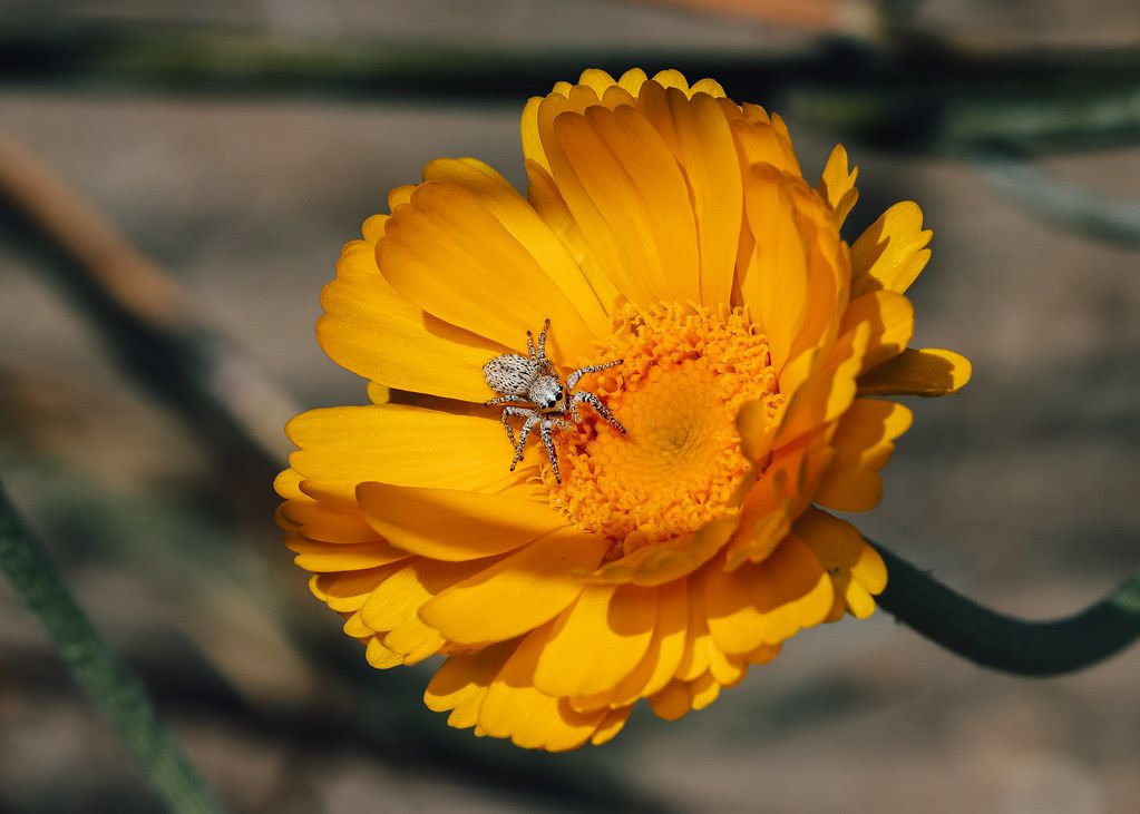 Spider Control service in Roseville, CA